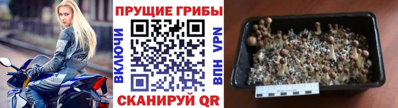 Галлюциногенные грибы MAGIC MUSHROOMS  Купить где  Наволоки 